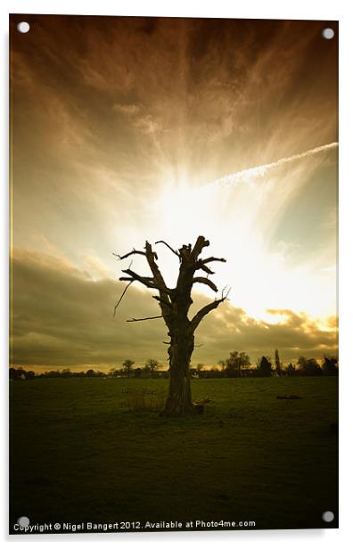 Tree Sunset Acrylic by Nigel Bangert