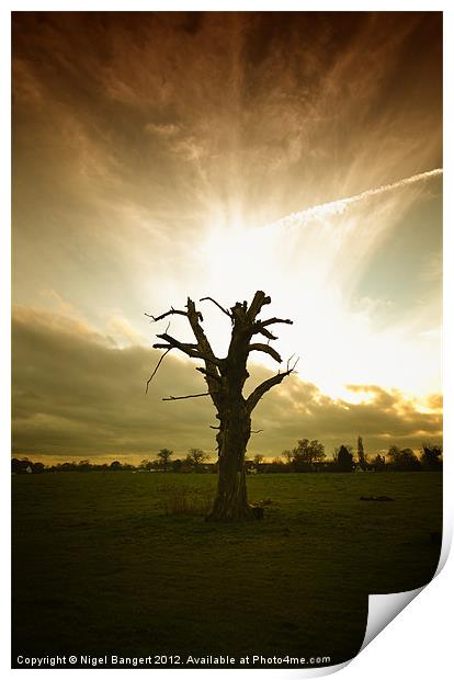 Tree Sunset Print by Nigel Bangert