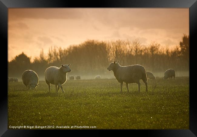 Sheep in Mist Framed Print by Nigel Bangert