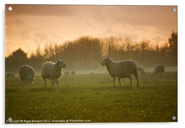 Sheep in Mist Acrylic by Nigel Bangert