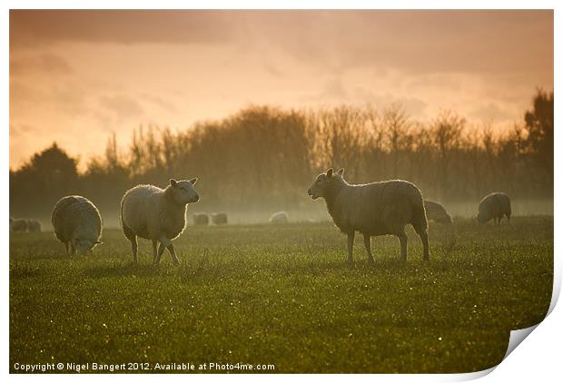 Sheep in Mist Print by Nigel Bangert