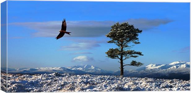 Red kite Canvas Print by Macrae Images