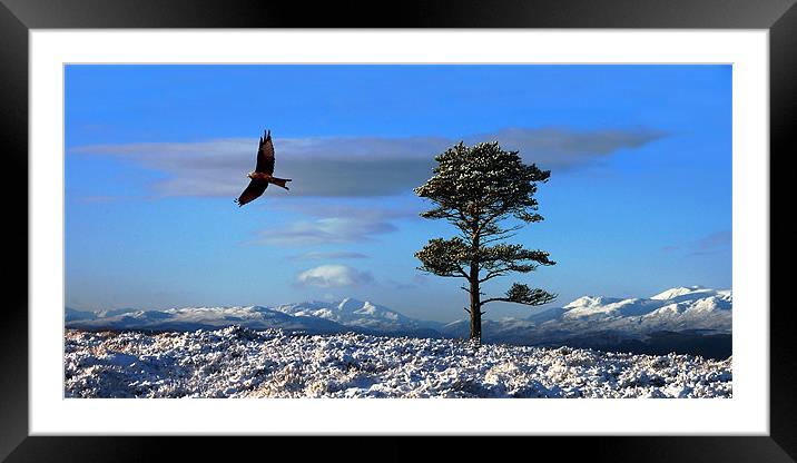 Red kite Framed Mounted Print by Macrae Images