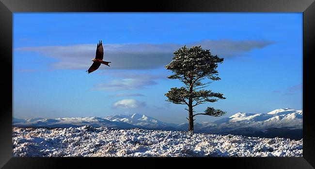 Red kite Framed Print by Macrae Images