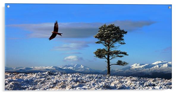 Red kite Acrylic by Macrae Images