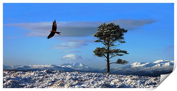 Red kite Print by Macrae Images