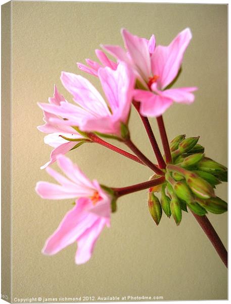 Pelargonium - Geranium Canvas Print by james richmond