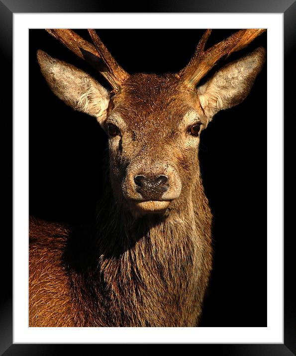 Stag portrait Framed Mounted Print by Macrae Images