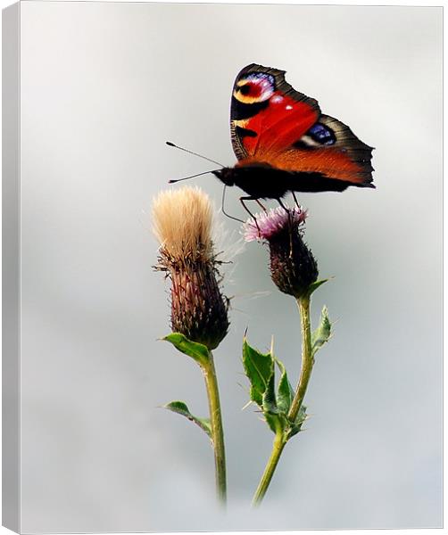 Peacock butterfly Canvas Print by Macrae Images