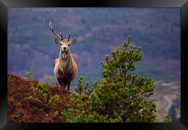 Red deer stag Framed Print by Macrae Images