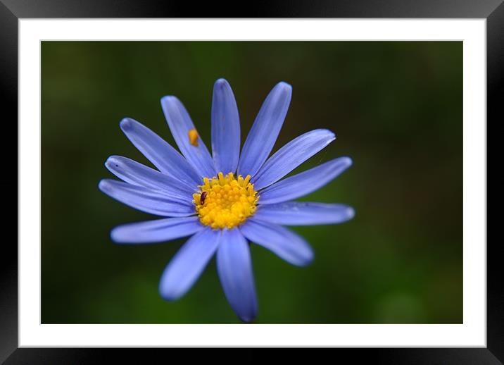 Blue Daisy Framed Mounted Print by Adrian Thurm