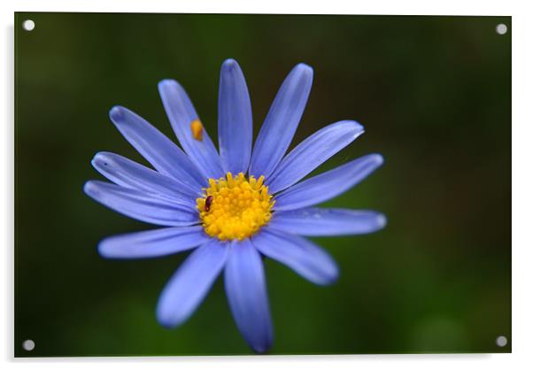 Blue Daisy Acrylic by Adrian Thurm