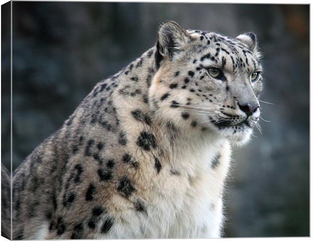 The Elusive Snow Leopard Unveiled Canvas Print by Graham Parry