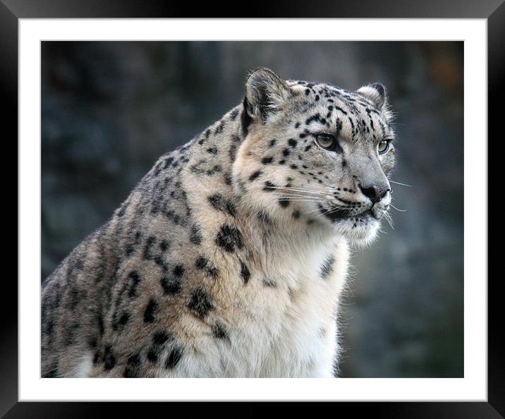 The Elusive Snow Leopard Unveiled Framed Mounted Print by Graham Parry