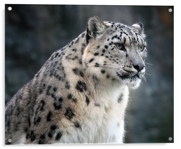 The Elusive Snow Leopard Unveiled Acrylic by Graham Parry