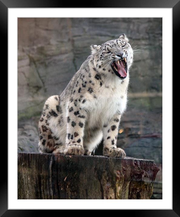 Frost-Gilded Snow Leopard Framed Mounted Print by Graham Parry