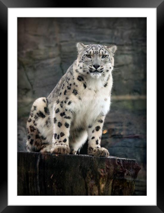 Snow Leopard Vigilance Framed Mounted Print by Graham Parry