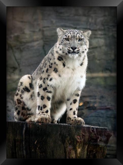 Snow Leopard Vigilance Framed Print by Graham Parry