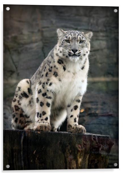 Snow Leopard Vigilance Acrylic by Graham Parry