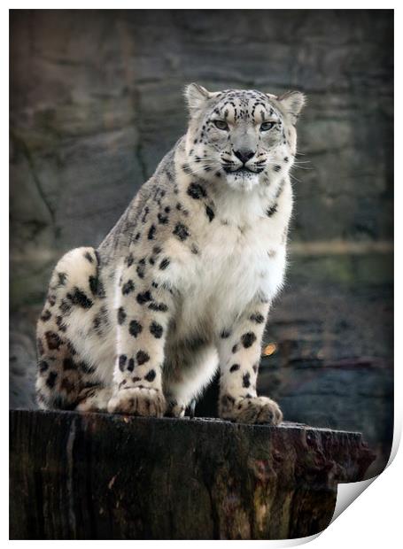 Snow Leopard Vigilance Print by Graham Parry