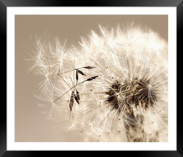 Gone to Seed Framed Mounted Print by Mary Lane