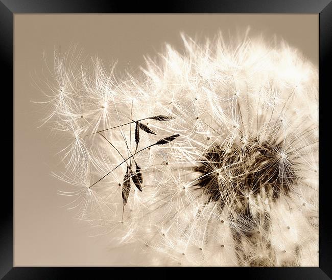 Gone to Seed Framed Print by Mary Lane