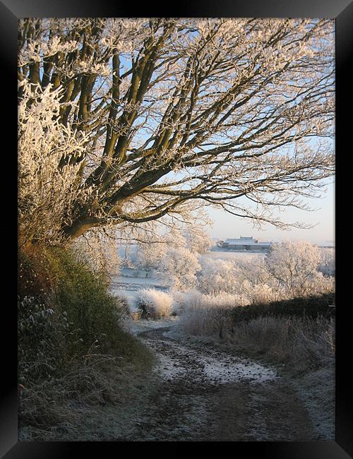 Frosty Tree  Framed Print by Lorna Nisbet
