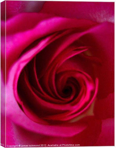 Magenta Red Rose Canvas Print by james richmond