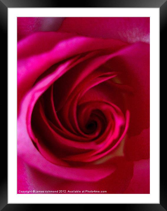 Magenta Red Rose Framed Mounted Print by james richmond