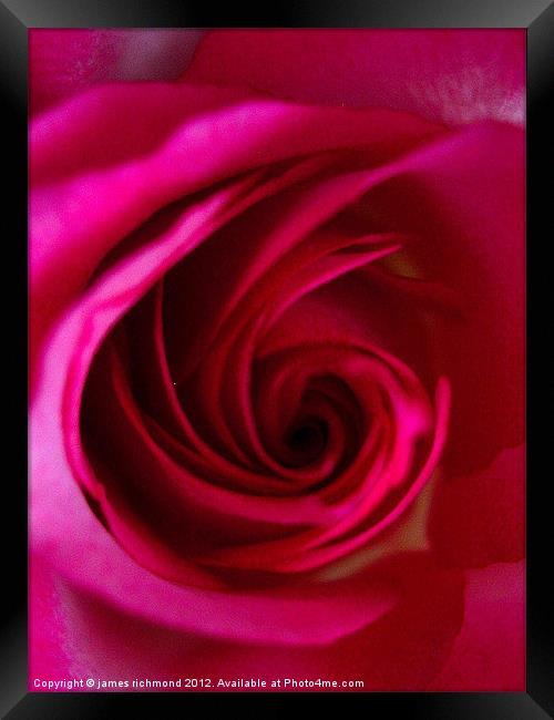 Magenta Red Rose Framed Print by james richmond
