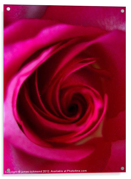 Magenta Red Rose Acrylic by james richmond