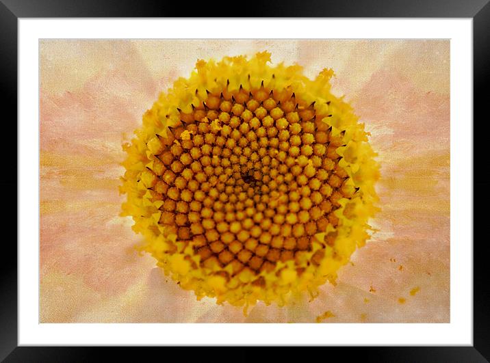 eye of the Daisy Framed Mounted Print by Dawn Cox