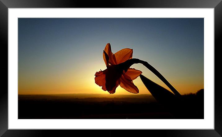 DAFFODIL SUNSET Framed Mounted Print by dale rys (LP)