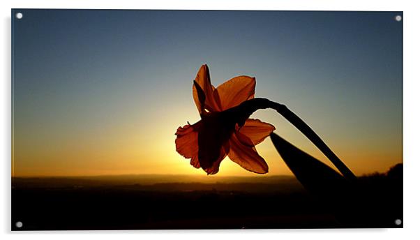 DAFFODIL SUNSET Acrylic by dale rys (LP)