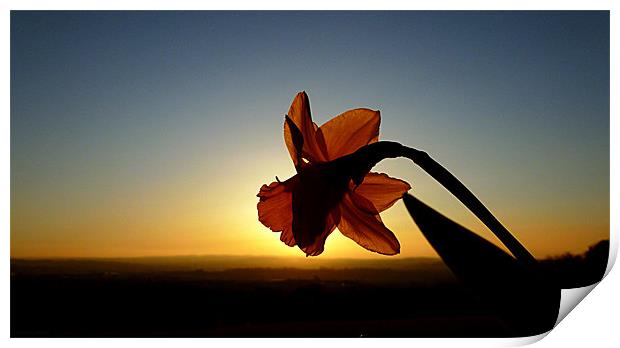 DAFFODIL SUNSET Print by dale rys (LP)