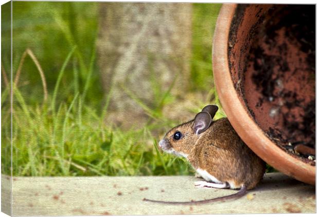 Friendly Woodmouse Canvas Print by Dawn Cox