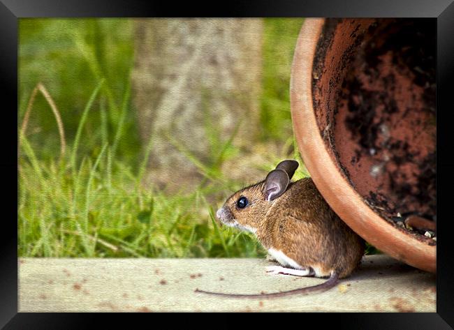 Friendly Woodmouse Framed Print by Dawn Cox