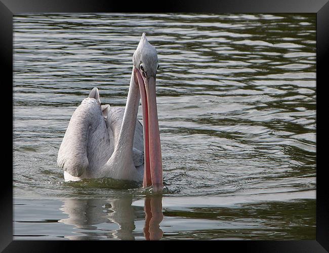 Pelican fishing Framed Print by sharon bennett