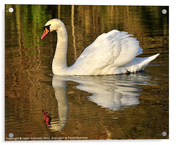 Mute Swan Acrylic by Jason Connolly
