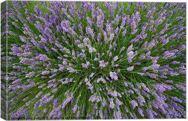 Lavender Explosion Canvas Print by paul petty