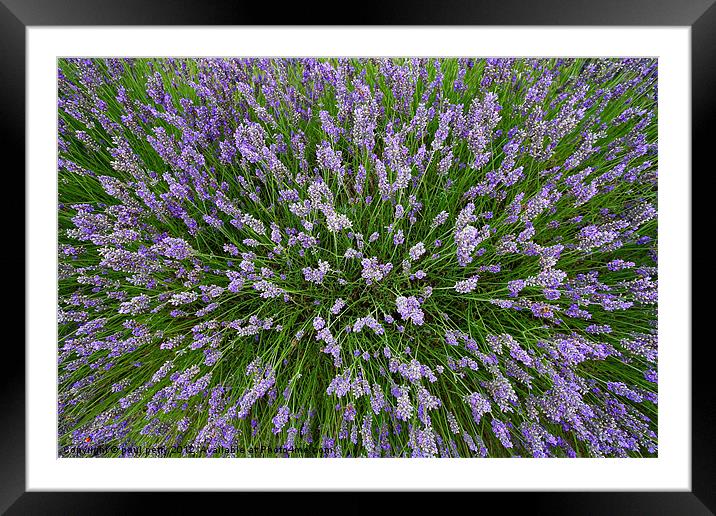 Lavender Explosion Framed Mounted Print by paul petty