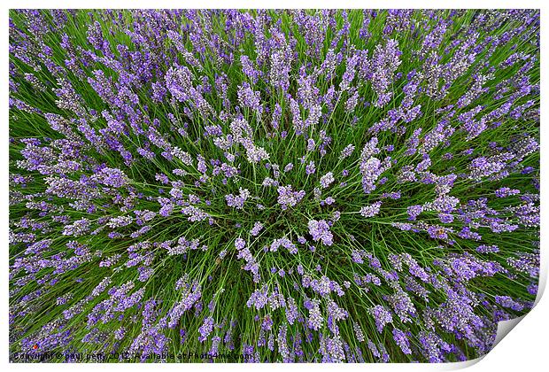 Lavender Explosion Print by paul petty