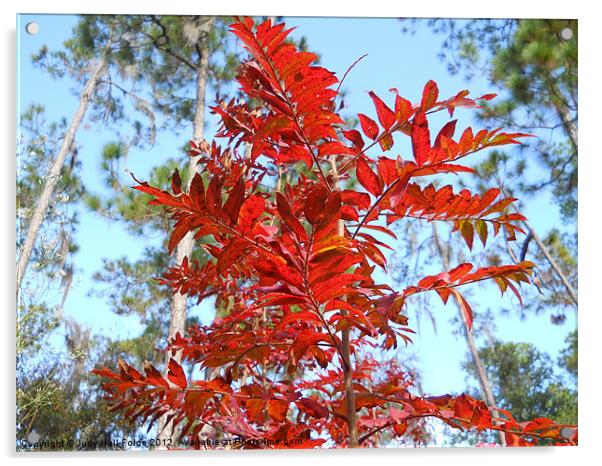 Red Acrylic by Judy Hall-Folde