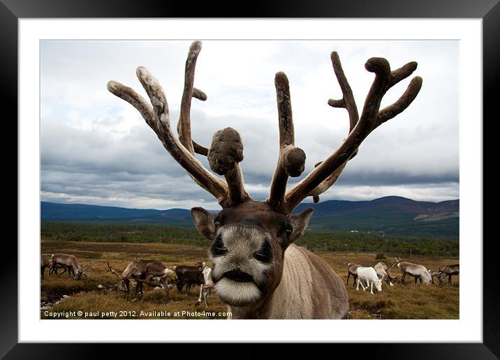 Reindeer Close-Up! Framed Mounted Print by paul petty