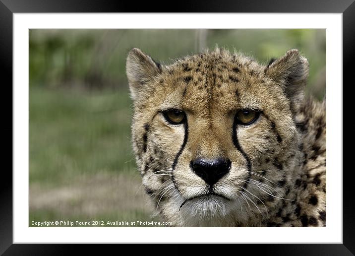 Cheetah Portrait Big Cat Framed Mounted Print by Philip Pound