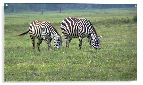 Pair of Zebra Acrylic by Tony Murtagh