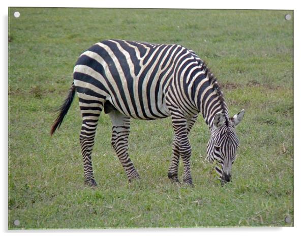 Zebra Grazing Acrylic by Tony Murtagh