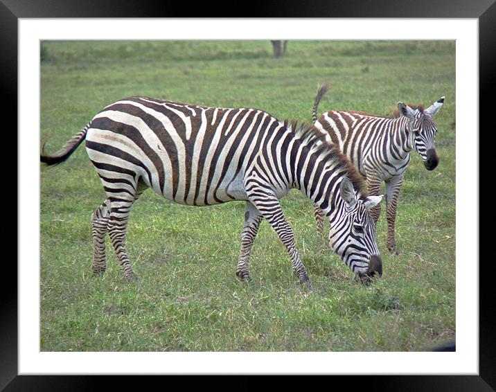 Zebra and Foal Framed Mounted Print by Tony Murtagh