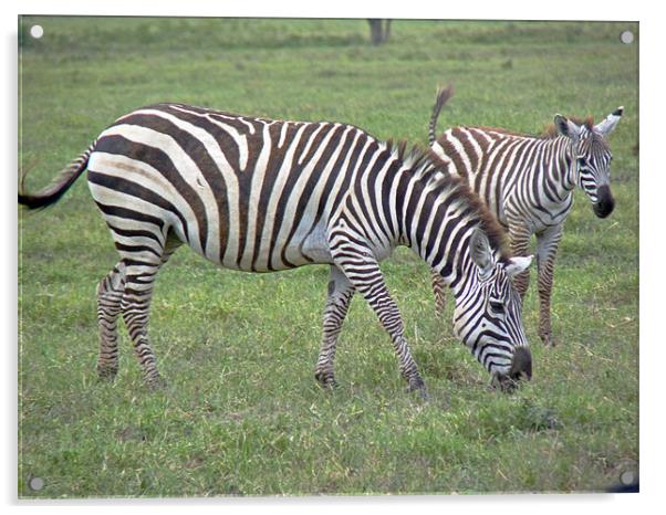 Zebra and Foal Acrylic by Tony Murtagh