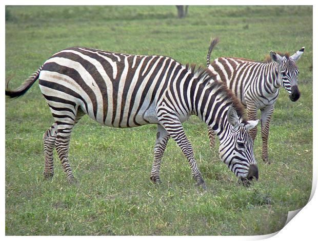 Zebra and Foal Print by Tony Murtagh